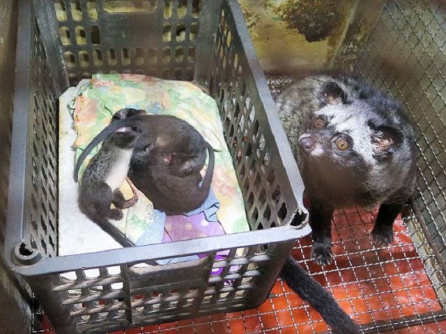 Chồn hương mang thai khoảng 62 ngày sẽ sinh