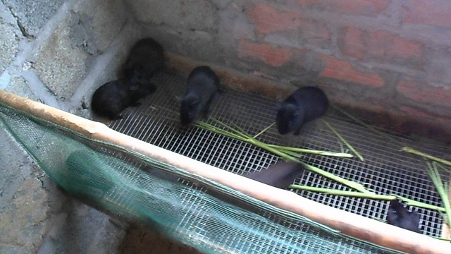 Định kỳ phòng trị bệnh giúp chồn nhung đen đảm bảo sức khỏe