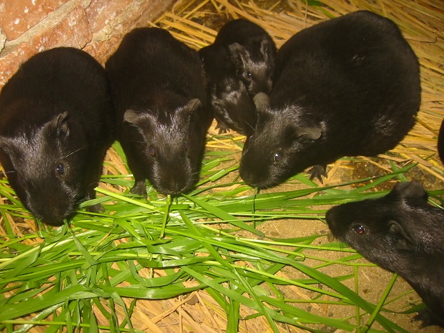 Khi chọn chồn nhung đen giống có những đặc điểm hình thái bạn cần lưu ý