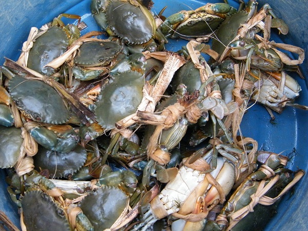 Giống cua biển nên chọn con khỏe mạnh, đồng đều nhau về hình thái