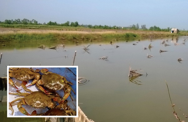 Lượng thức ăn cho cua biển nên chia theo tỷ lệ vào từng giai đoạn cụ thể