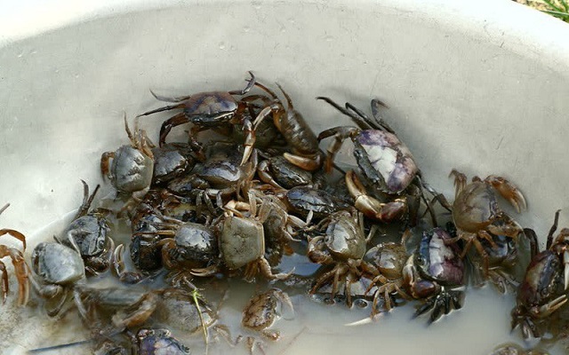 Bể xi măng để nuôi cua đồng cần được xây dựng teo đúng tiêu chuẩn