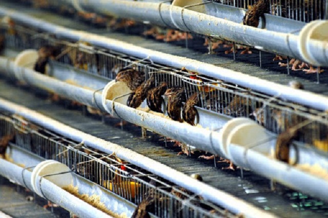 Chuồng nuôi chim cút được chia thành lồng úm chim non và khu vực nuôi chim lớn