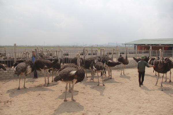 Bà con nông dân chú ý thường xuyên quan sát để phát hiện bệnh và có hướng điều trị kịp thời