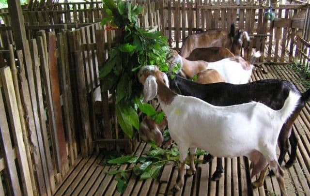 Dê có thể ăn được nhiều loại thức ăn khác nhau