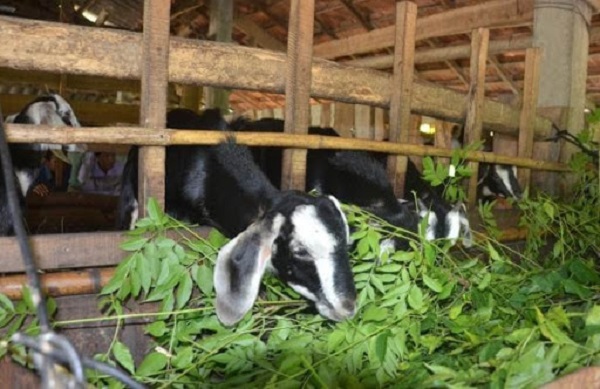 Dê bách thảo dùng thức ăn chính là các loại lá hay cỏ tự nhiên