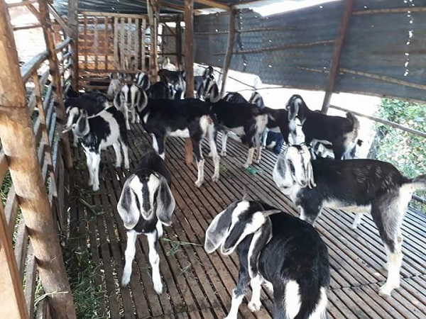 Dê đực khoảng 8 tháng tuổi đã có thể cho phối giống lần đầu tiên