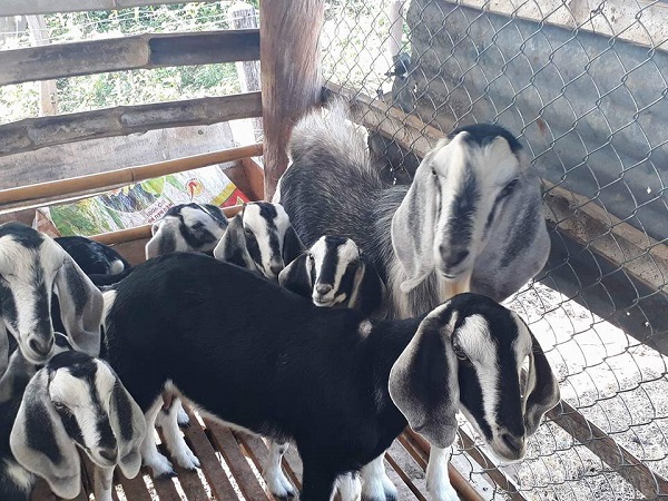 Thời gian dê cái mang thai thông thường từ 146 - 157 ngày