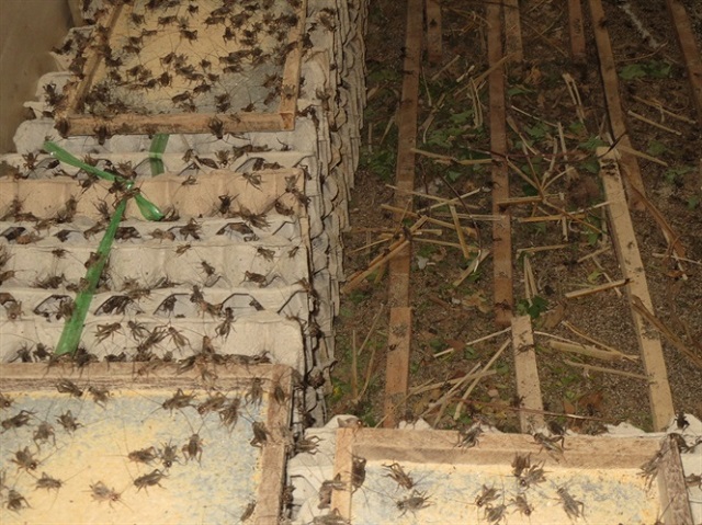 Vệ sinh chuồng dế sạch sẽ giúp dế tránh nhiễm bệnh