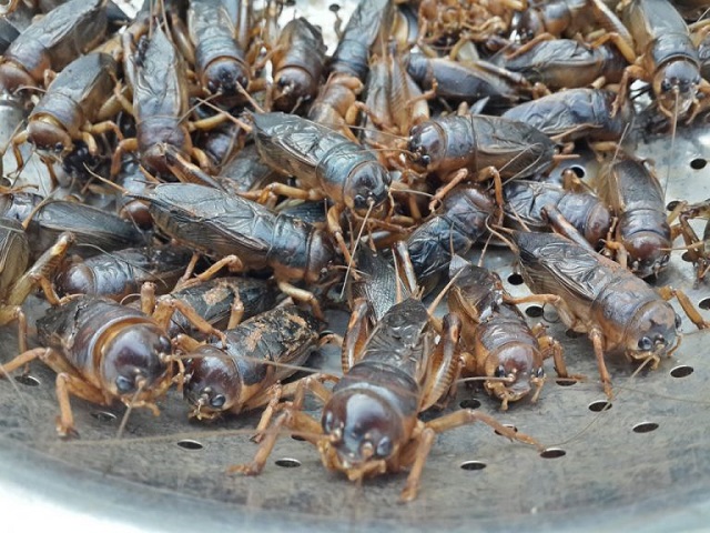 Nuôi dế cơm mang lại nguồn thu nhập ổn định