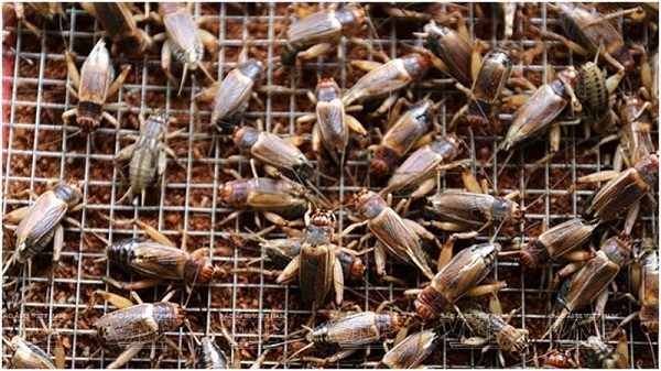 Bạn cần lựa chọn dế giống theo tỷ lệ 2 cái 1 đực