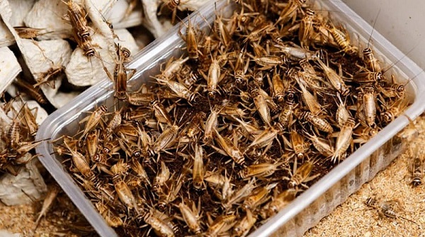 Dế mèn có thể ăn đa dạng loại thức ăn khác nhau