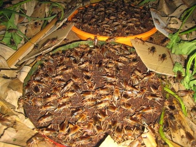 Dế có sức ăn khá tốt. Nếu cho ăn theo bữa thì cần phải đúng lúc, đúng bữa và đủ số bữa