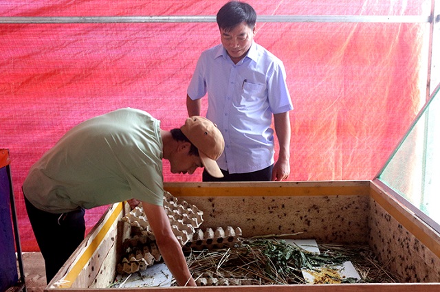 Dế ưa sạch sẽ nên môi trường nuôi dế cần phải thoáng