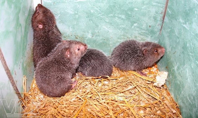 Việc chọn lựa dúi giống rất quan trọng vì nó quyết định đến chất lượng thương phẩm