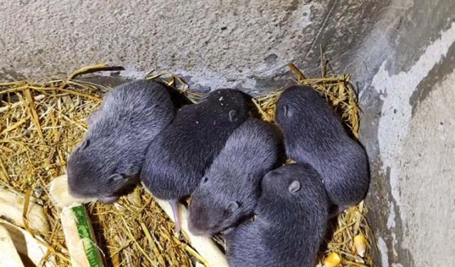 Dúi là động vật gặm nhấm nên có thể ăn nhiều loại thức ăn khác nhau