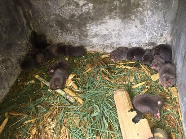 Thức ăn chủ yếu của dúi là tre, mía