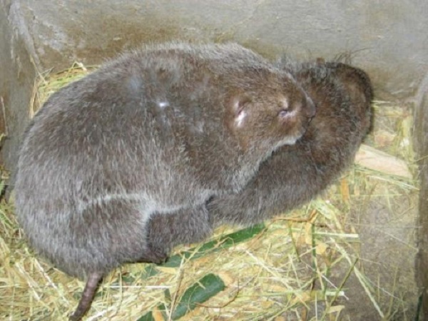 Thời gian giao phối của dúi đực và cái là khoảng 2 phút