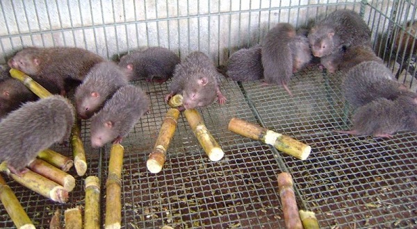 Dúi con sau khi mở mắt đã có thể tập ăn thức ăn ngoài