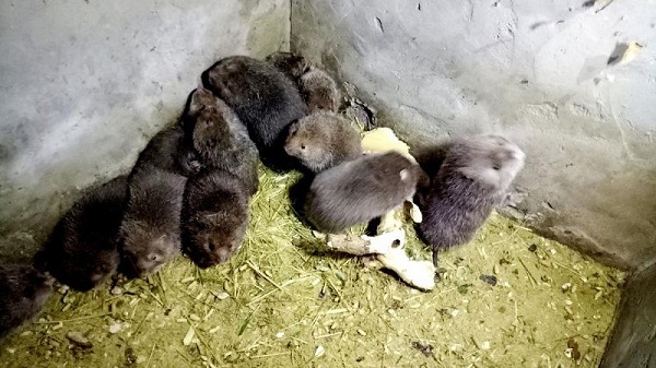 Chuồng nuôi dúi phải có đầy đủ mái che mưa, máng ăn và máng nước uống