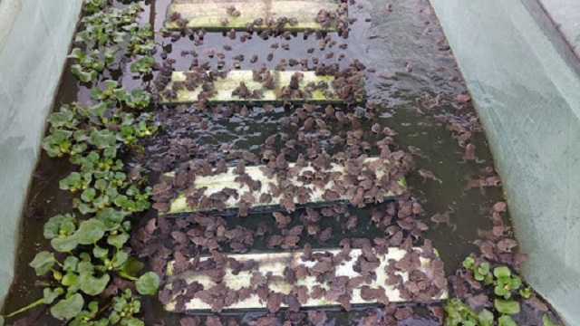 Mật độ ếch trong bể không nên thả quá dày hoặc quá thưa