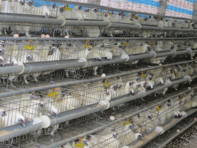 Chuồng nuôi gà Ác cần được xây dựng theo kích thước chuẩn có trang bị đầy đủ dụng cụ thiết yếu