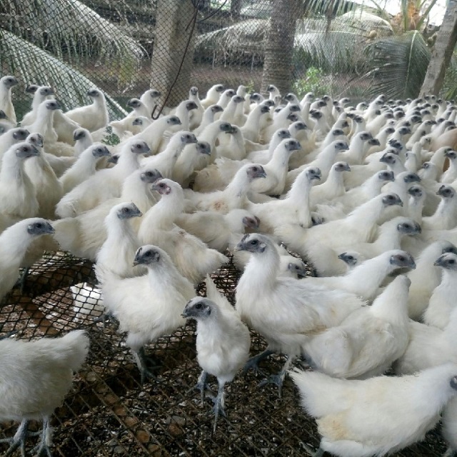 Sử dụng vắc xin là cách phòng bệnh dịch tốt nhất cho gà Ác