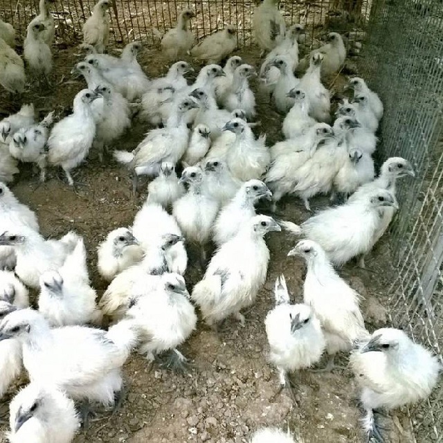 Bà con cần lựa chọn gà Ác theo những tiêu chuẩn cụ thể về hình dáng