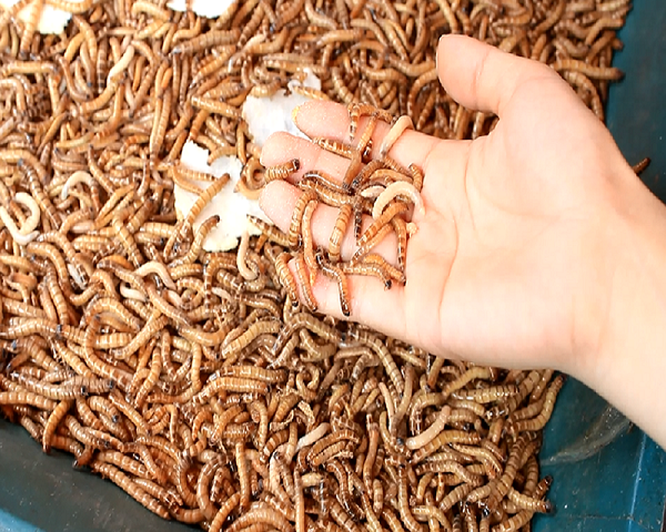 Sâu là thức ăn bổ dưỡng của gà đá