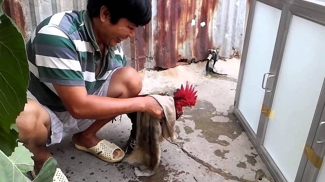 Cần bổ sung cho gà đá đầy đủ vitamin và các chất cần thiết