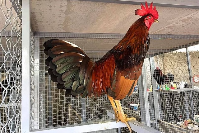 Thiết kế chuồng cho gà đá phải đảm bảo độ thông thoáng