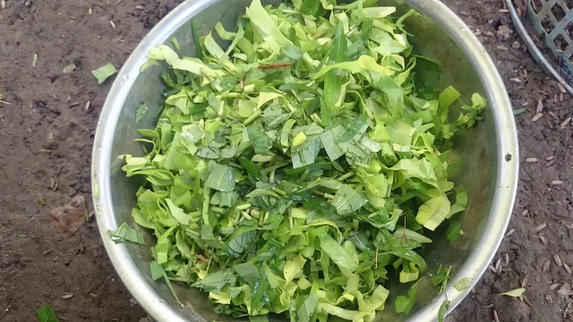 Gà đá thích ăn rau xà lách và giá đỗ