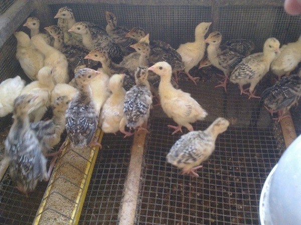 Chuồng cho gà lôi cần đảm bảo cao ráo,, thoáng và có nhiệt độ phù hợp