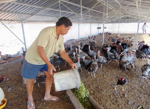 Thức ăn cho gà lôi nên bổ sung thêm rau xanh mỗi ngày