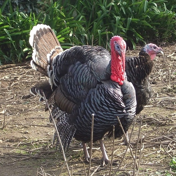 Bà con cần chú ý tiêm vacxin cho gà lôi thường xuyên để phòng trừ bệnh