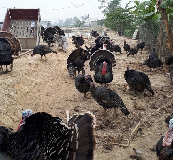 Gà lôi hiện tại được ưa chuộng và sử dụng làm thực phẩm phổ biến ở nhiều nơi