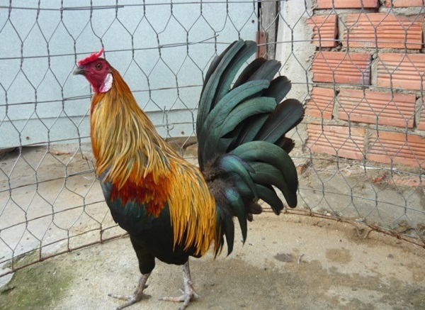 Việc luyện tập cho gà là rất cần thiết