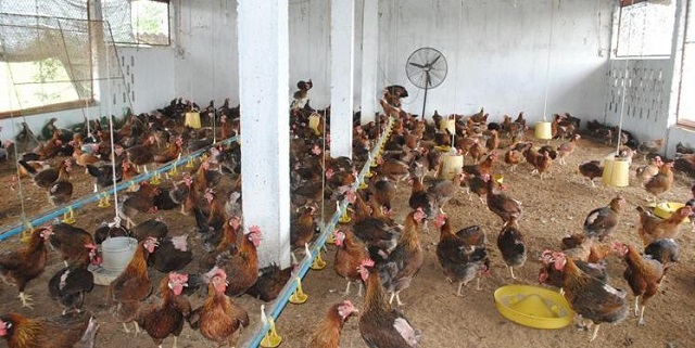 Vị trí làm chuồng gà nên cách xa nhà ở, khu dân cư