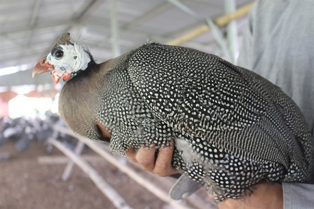 Gà Sao cần được phòng trừ bệnh định kỳ để tránh tình trạng nhiễm mầm bệnh và lây lan