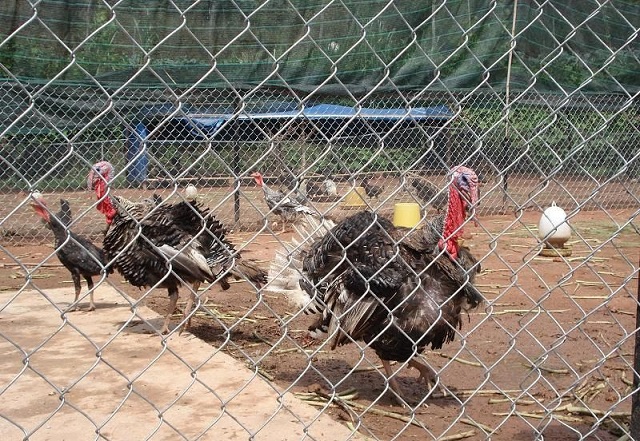 Chuồng nuôi gà tây được thiết kế theo những tiêu chuẩn cụ thể