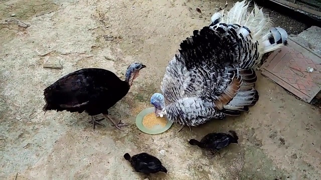 Chế độ dinh dưỡng cho gà tây chia theo từng giai đoạn