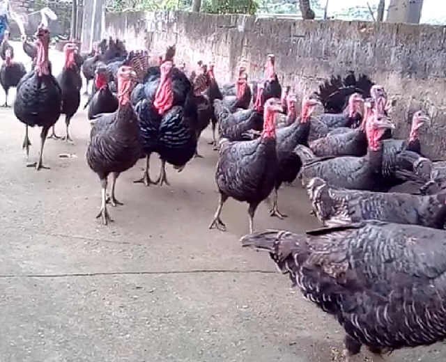 Chăm sóc gà tây cần kiểm tra sức khỏe của chúng định kỳ