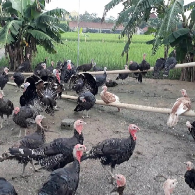 Gà tây mang đến hiệu quả kinh tế cao cho người đầu tư chăn nuôi