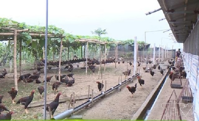 Bãi chăn thả gà cần đáp ứng được những yếu cầu nhất định