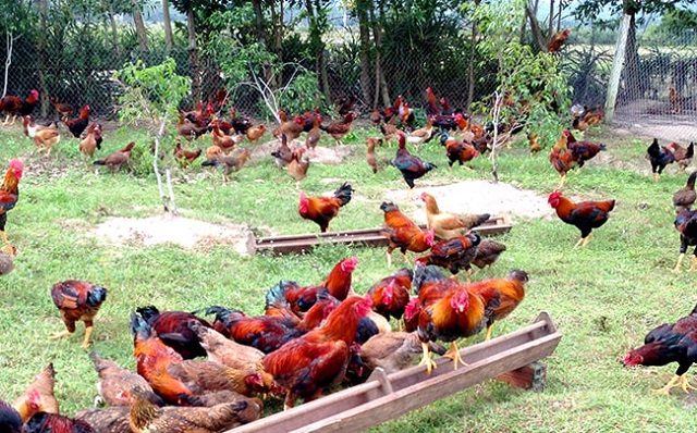 Trong giai đoạn này gà thả vườn vẫn sử dụng thức ăn chính là gạo, lúa rau xanh, bắp