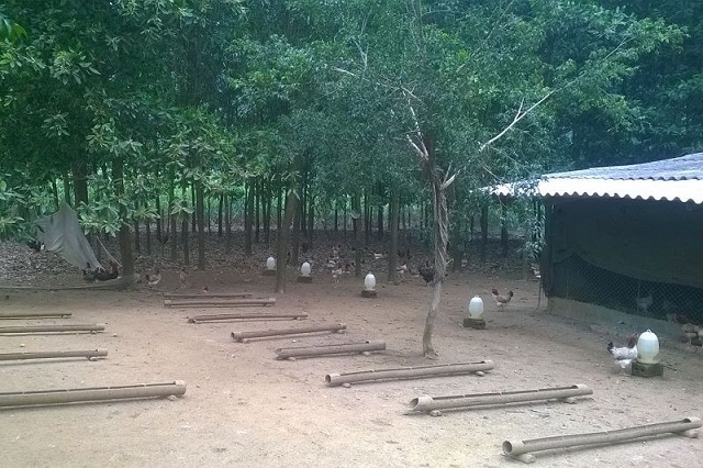 Chuồng trại nuôi gà cần được đảm bảo vệ sinh