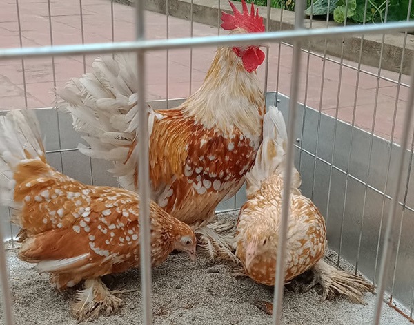 Gà tre rất thích được tắm cát nên có thể chuẩn bị cát trong chuồng gà