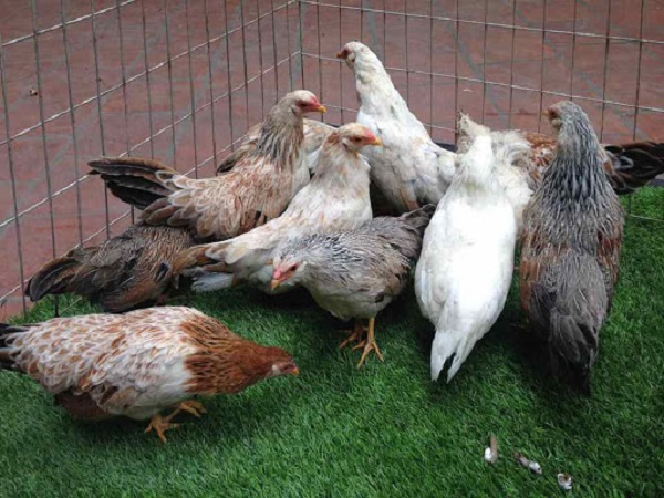 Môi trường nuôi dưỡng gà tre cần đảm bảo sạch sẽ, định kỳ phun thuốc khử trùng