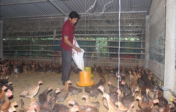 Gà tre thích ăn ngũ cốc kèm vói rau xanh