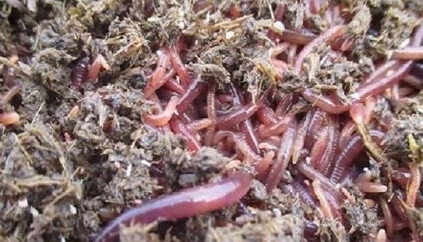 Giun quế sau khi nuôi khoảng 3 tháng có thể thu hoạch phân giun và cả giun